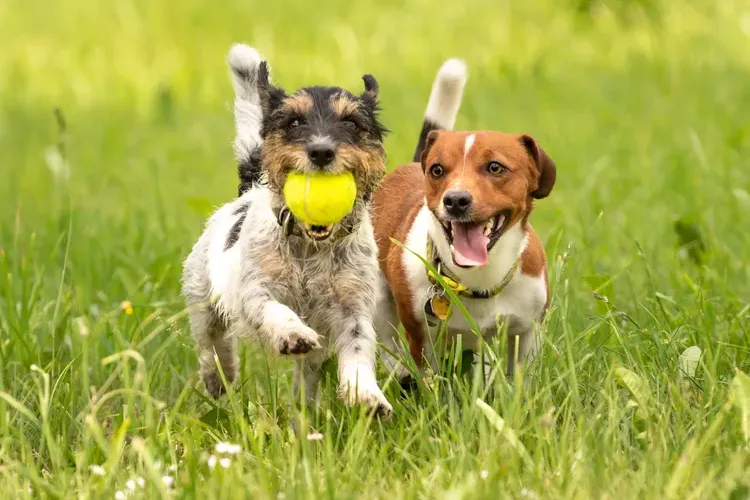 Are Your Dog's Worms Contagious? Here’s What You Should Know