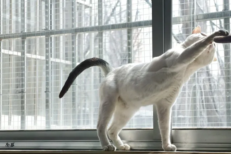 How to Successfully Introduce a Kitten to an Older Cat