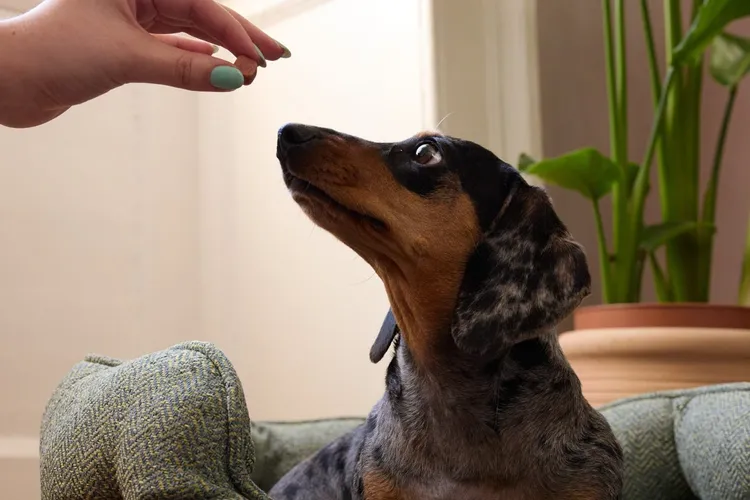 What is the Best Worming Treatment for Dogs?