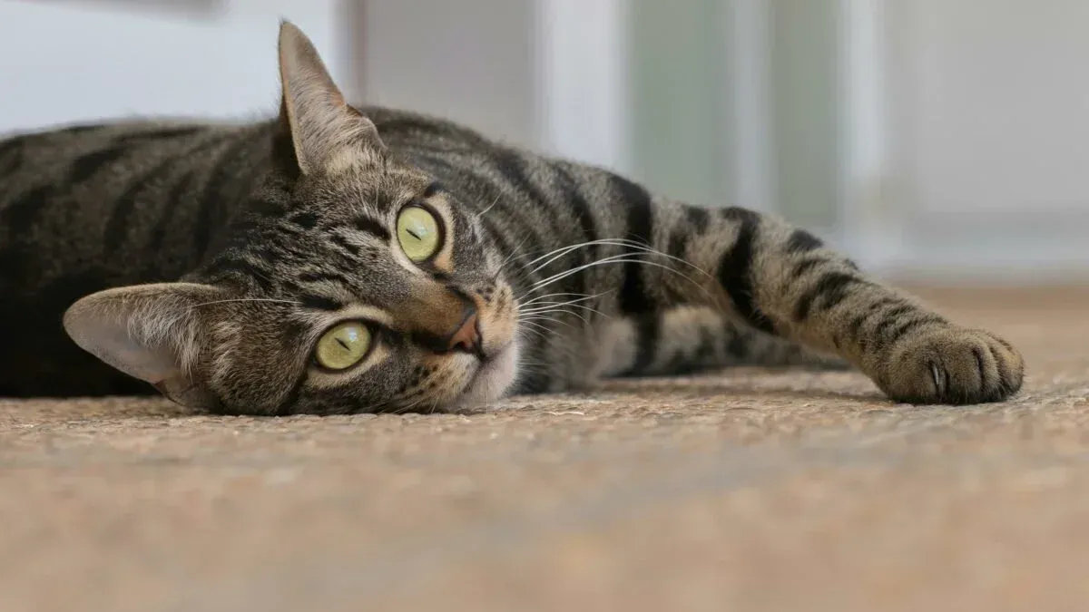 How to Break the Flea Life Cycle