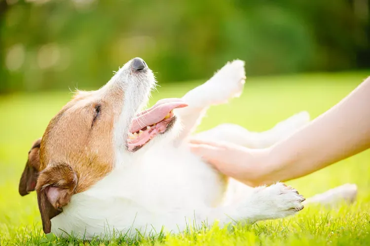 Heat Rash in Dogs
