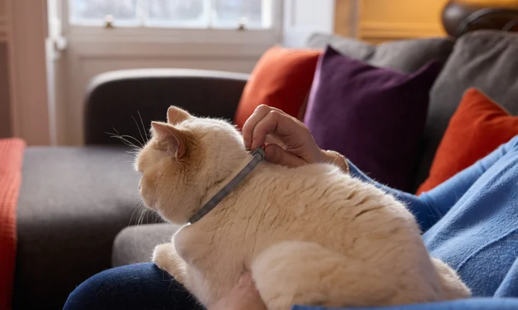 A cream short-haired cat sitting on its older owners lap wearing a Seresto cat flea and tick collar