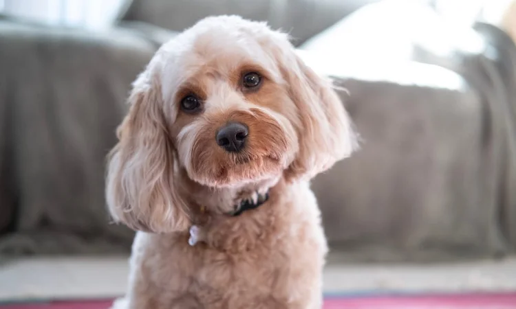 A well-groomed Cavapoo looking expectantly at the camera with their head tilted