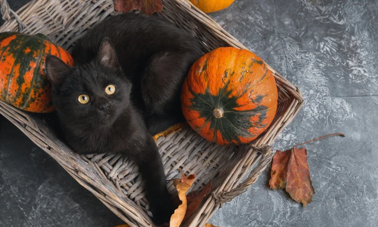 An adorable black kitten sitting in a wicker basket surrounded by pumpkins and fallen leaves