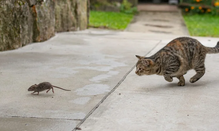 A tabby cat chasing after a mouse outside on the patio