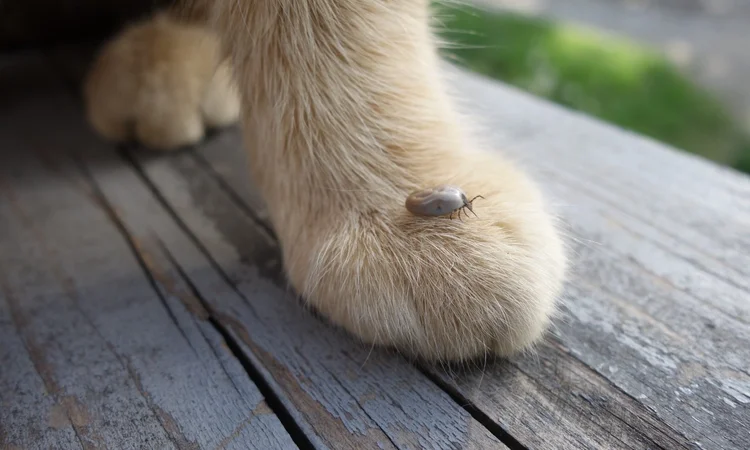 A close up photo of a large, white tick crawling over a beige cat's paw.