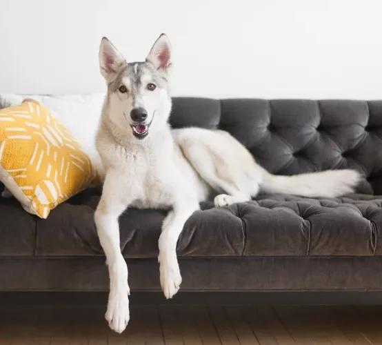 dog hanging on the couch