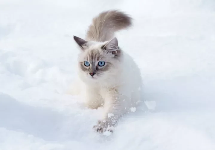 cat in snow; can cats get frostbite?