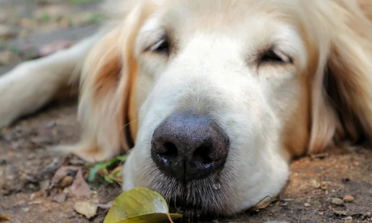 A close up of a goldn retriever snoozing outside with a runny nose