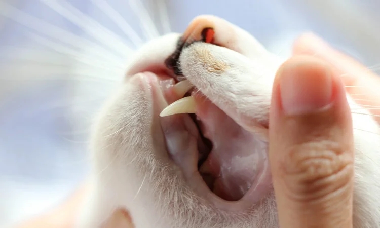 A close up, sideways veiw of an owner gently using their thumbs to reveal their cat's healthy canines. 