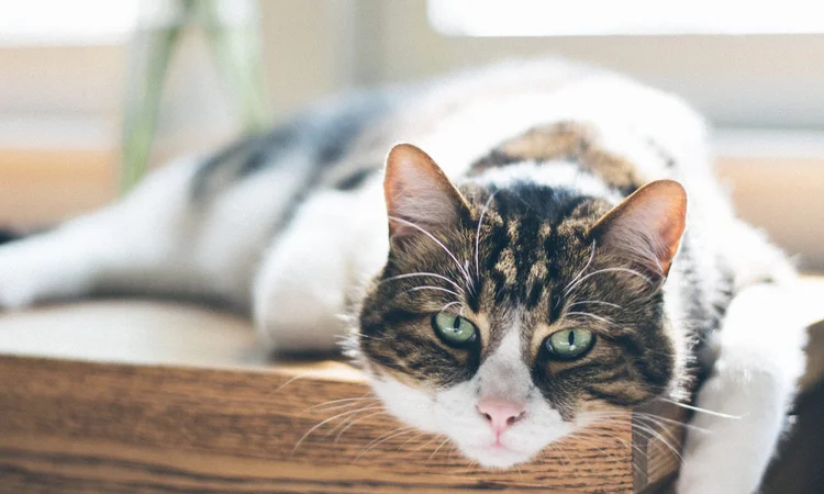 An older tabby and white tom cat louging atop a wooden table near a window. 