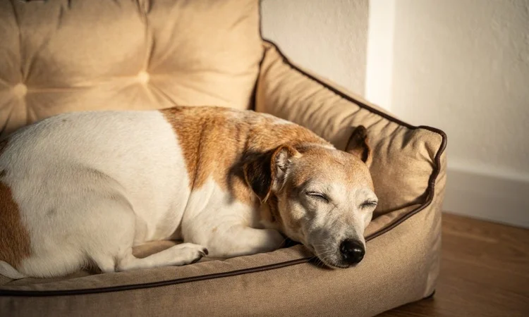 A senior dog snoozing in a sunspot on a living room sofa
