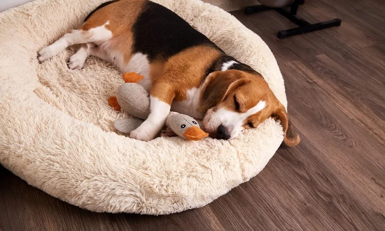 A Beagle sleeping in their calming donut dog bed with a toy duck