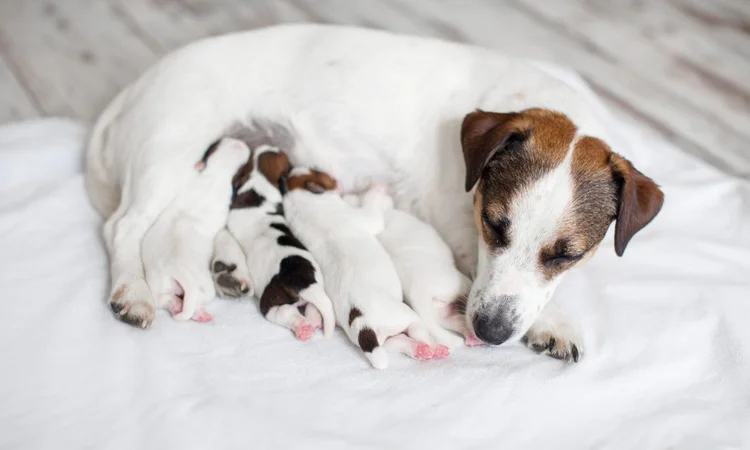 A brown and white Jack Russell lying down while she feeds her litter of four puppies.