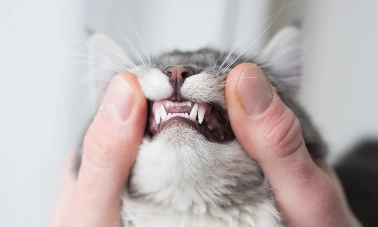 An owner gently using their thumbs to reveal their cat's front teeth.