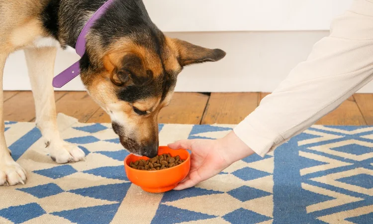 A close up of a large black and tan rescue dog being offered an orange bowl full of kibble on a white and blue rug. 