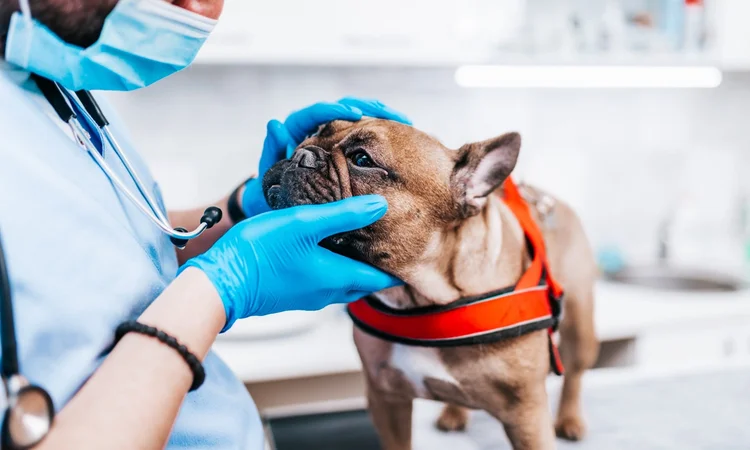 A brown a white french bulldog in a red harness being examined by a male vet wearing gloves and a face mask