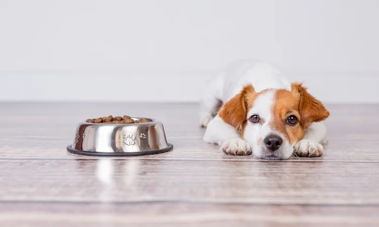 A young Jack Russell Terrier lying on the kitchen floor with its head on its paws beside a full bowl of dog food. 