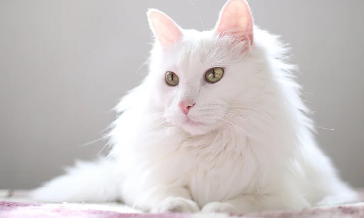 A stunning long-haired all white cat with bright green eyes lounging on a pale pink bedspread