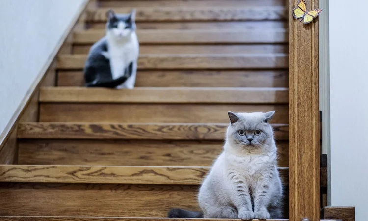 Two cats sitting on seperate wooden steps