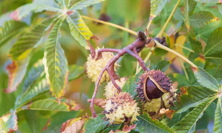 A close up of a ripe conker still hanging on a branch with a split shell.