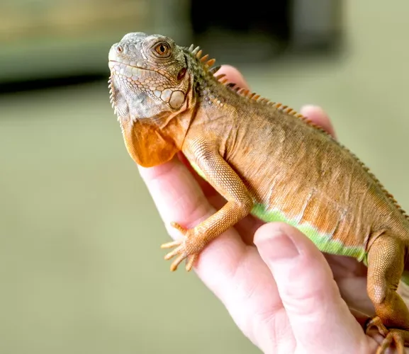 Hand holding an iguana