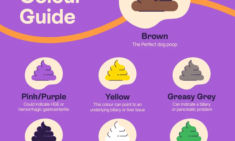 A detailed visual guide of different colours of dog poos and what they mean