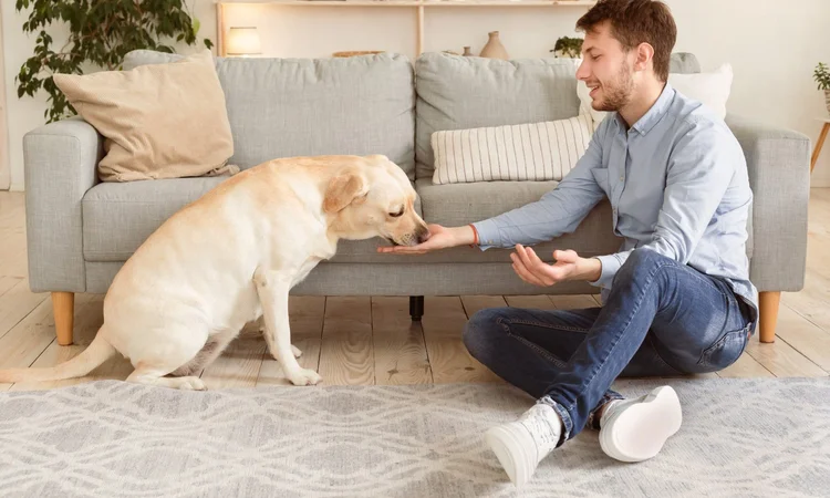 A male owner sitting on the living room floor offering his yellow labrador a treat from his hand.