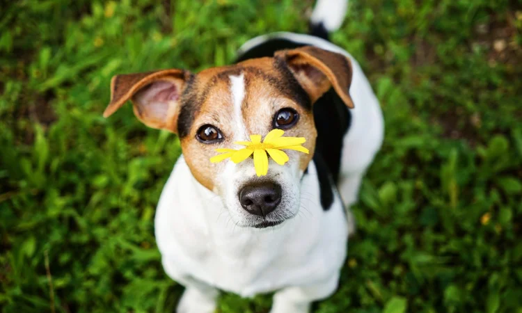 A Jack Russell Terrier sitting calmly in the grass with a bright yellow flower balanced on their nose. 