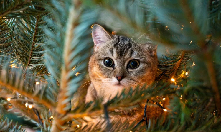 A sweet, grey tabby cat sitting among the branches of a Christmas tree, amazed by the Christmas lights. 