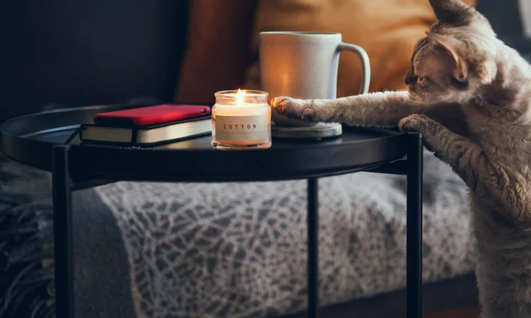 A light grey tabby cat reaching towards a lit cotton scented candle on a coffee table