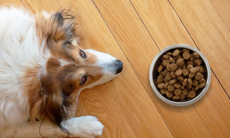 A rough coated colleie lying down on the kitchen floor with a full bowl of food, but refusing to eat. 