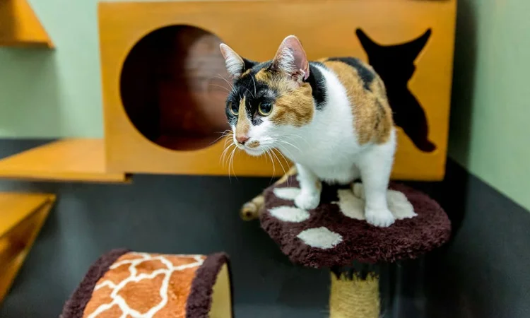 Calico cat in cat hotel