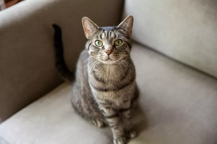 Tabby cat sitting on couch with brown and tan striped fur