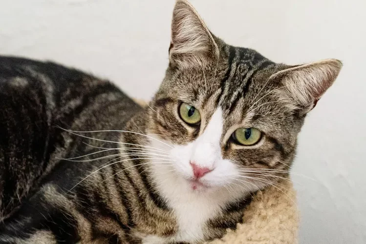Brown and white cat with light green eyes