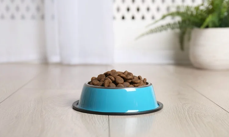 Isolated blue dog bowl filled with dry dog food