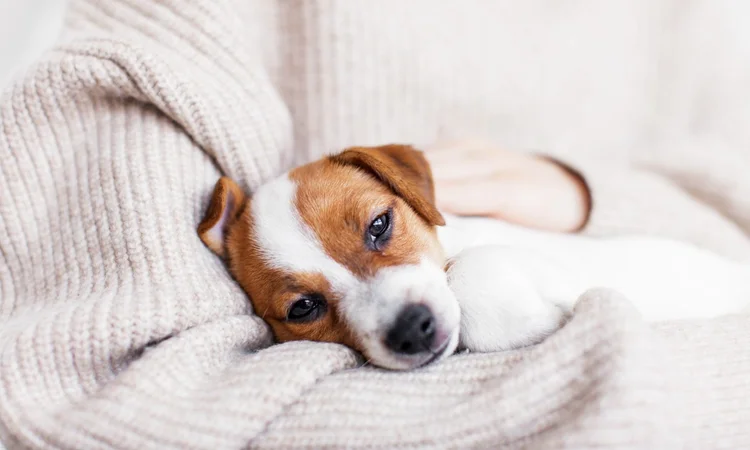 A sick Jack Russell puppy with Parvo resting in their owners arms.