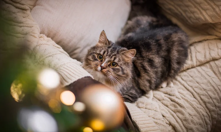 A tabby and white long-haired cat lying on the sofa staring at the twinkling lights on the Christmas tree.