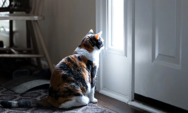 A white and tortoiseshell cat waiting in front of a closed door. 