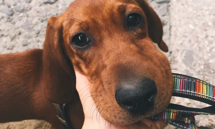 A close up of a red-brown dog with a swollen muzzle after being stung by  bee