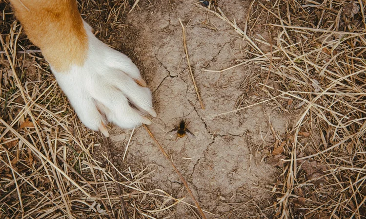 Close up of a tan a white dog paw next to a lone bee on the cracked earth ground. 
