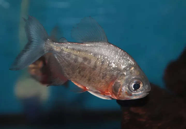 Red-bellied pacu freshwater aquarium fish