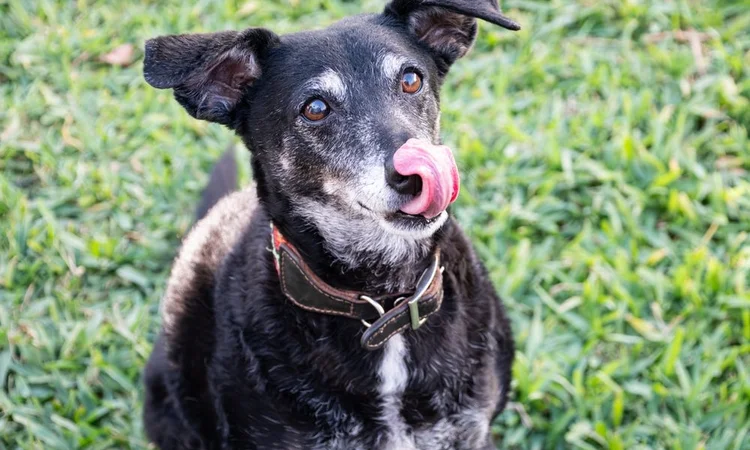 Senior dog waiting for a treat | Why senior dog food is important