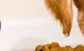 A golden retreiver puppy eating out of a large, white ceramic dog bowl that reads "Food"