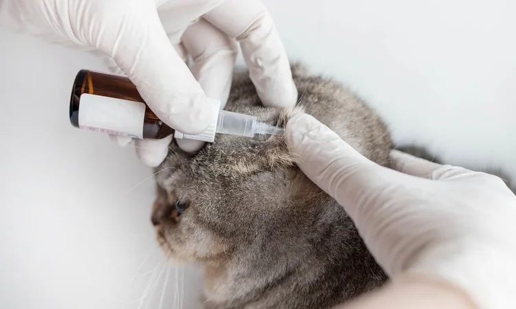 A vet wearing protective gloves administering ear drops to a grey cat