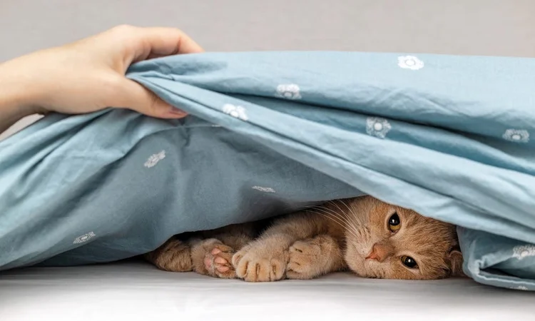 Owner lifting a blue duvet to reveal a ginger cat sleeping underneath