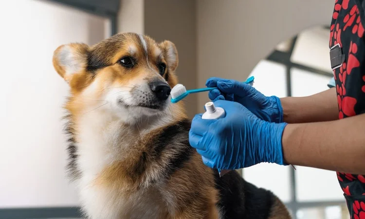 A Corgi being introduced to dog toothbrush and tooth toothpaste