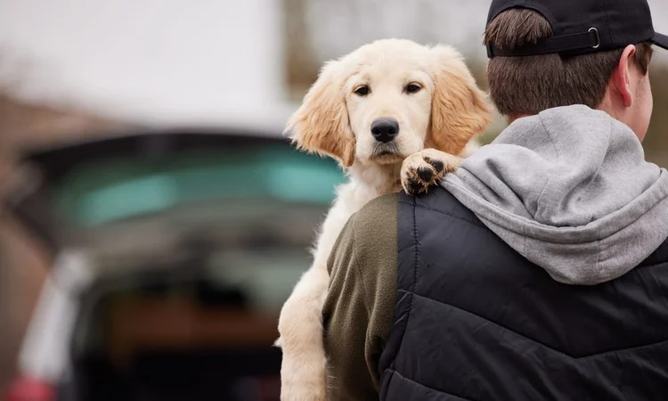 A golden retriever puppy being carried towards an ope car boot by a suspicious man in a cap.