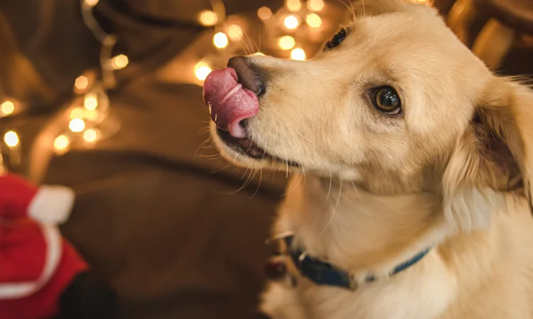 A light brown floppy-eared dog licking their lips in front of a christmas tree