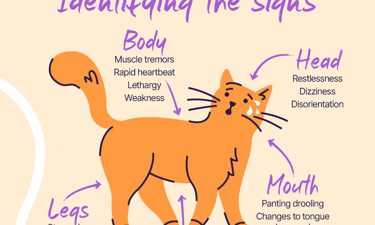 A detailed and illustrative infographic outlining the key signs of heatstroke in cats.